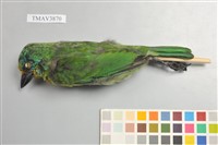 藏品(五色鳥)的圖片